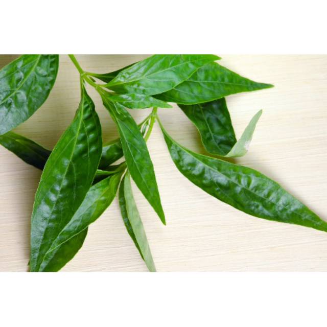 

Sedia Readyy Daun sambiloto segar 500gram siap petik ke kebun