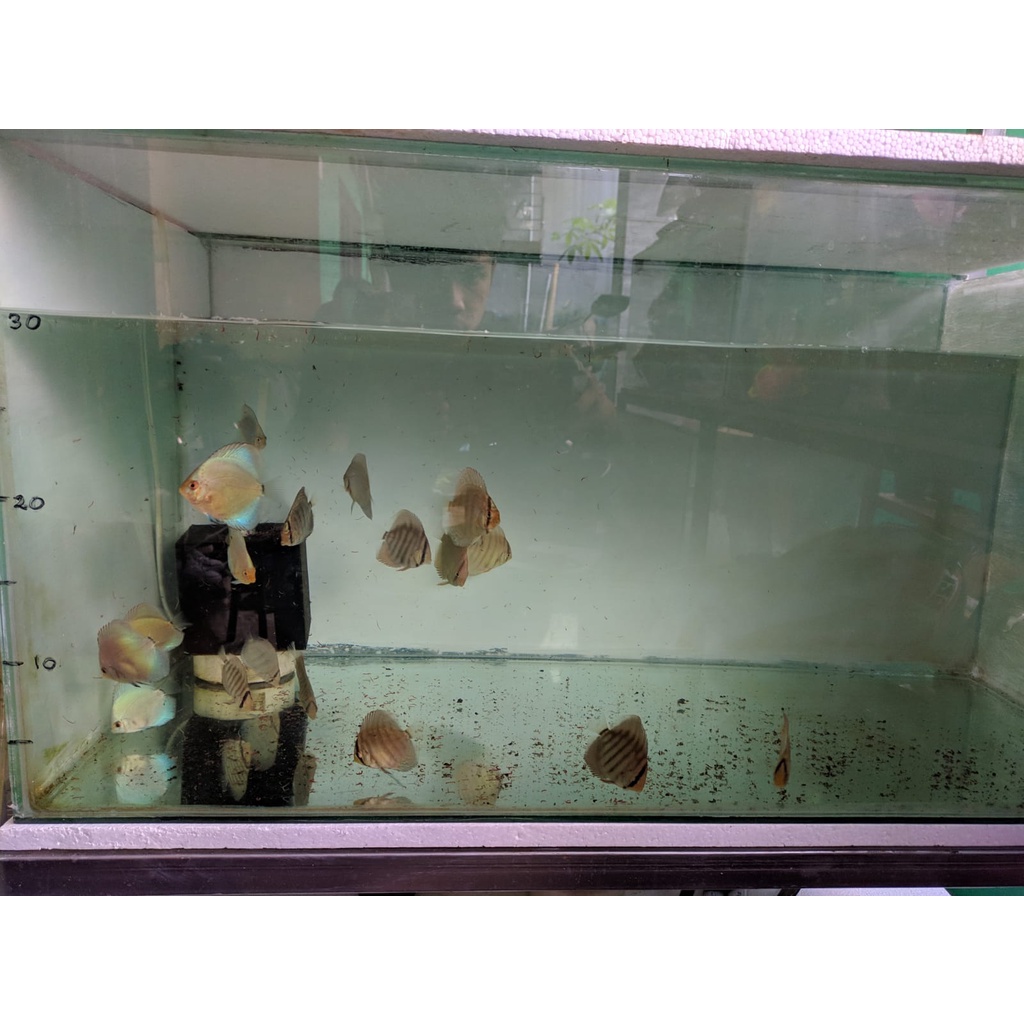 Ikan Discus Partaian | Ikan Discus | Discus