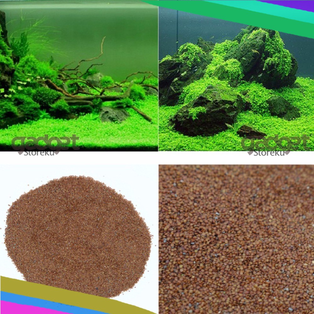 Bibit Rumput Air Aqua Scape Dekorasi Aquarium Landscape Ornament