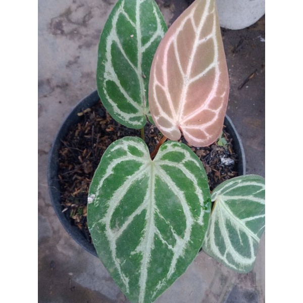 Anthurium Kuping Gajah Silver Hope batang merah