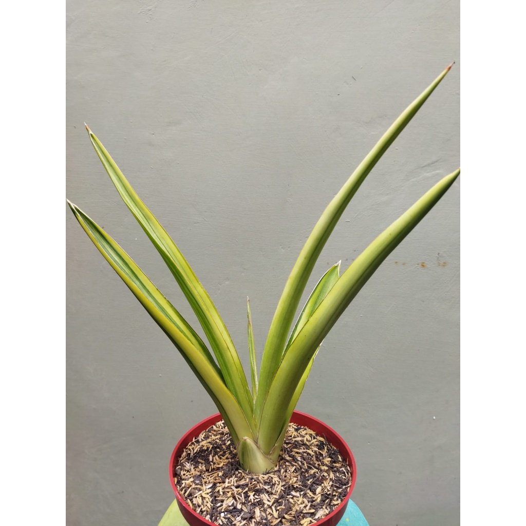 sansevieria  " katana "
