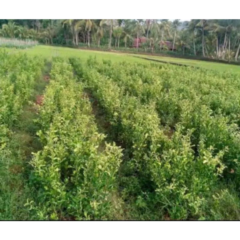 1 Paket Isi 4 Bibit Jeruk Santang Madu Free Pupuk Nkp Mutiara Hijau 100Gram