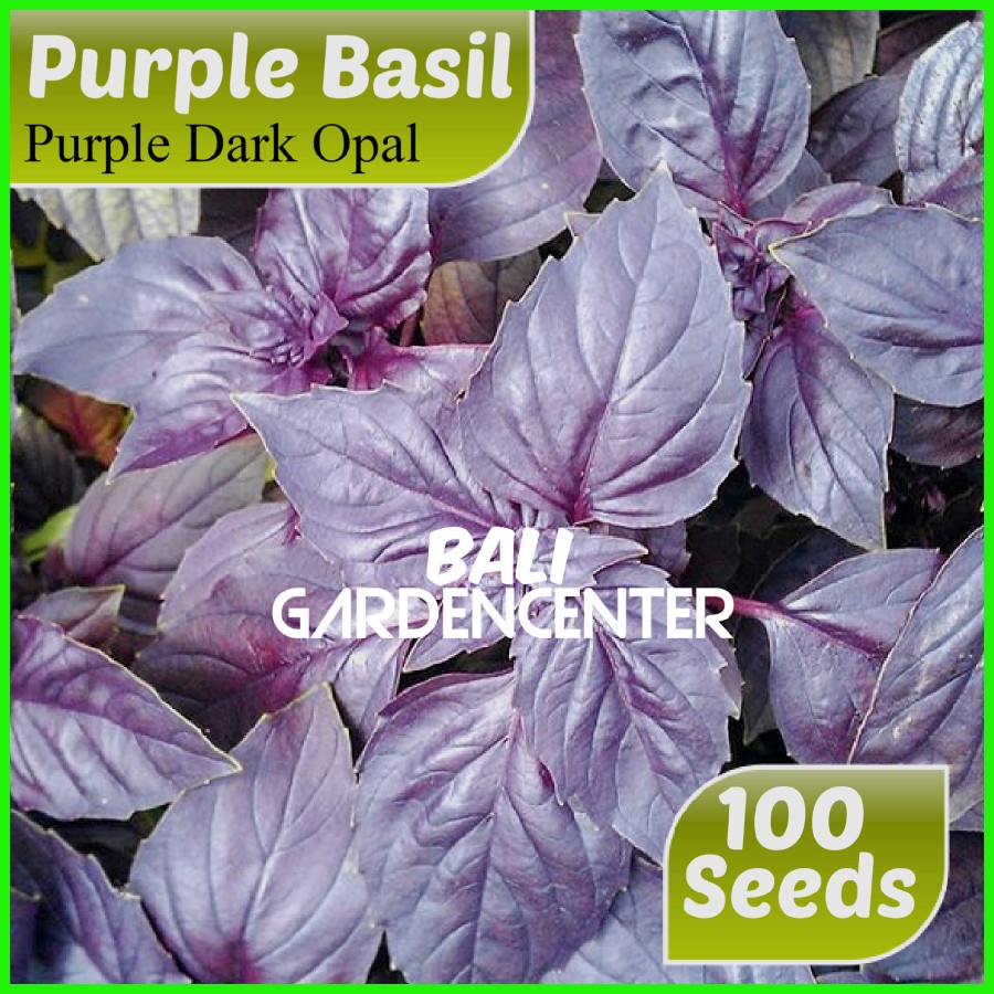 Isi 100 Benih Biji Basil Ungu - Basil Purple Dark Opal