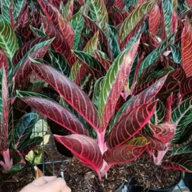 Tanaman hias aglonema red sumatra merah