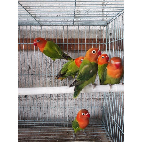 burung lovebird biola green  (satuan)