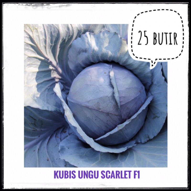 25 Benih Kol / Kubis Ungu Scarlet Bibit Sayuran Hidroponik