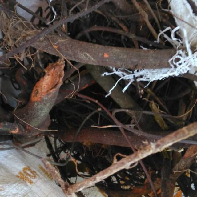 

akar tuba paket 500 grm