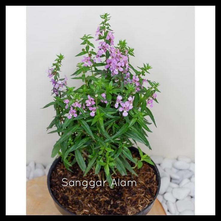 TANAMAN HIAS LAFENDER/ANTI NYAMUK+POT