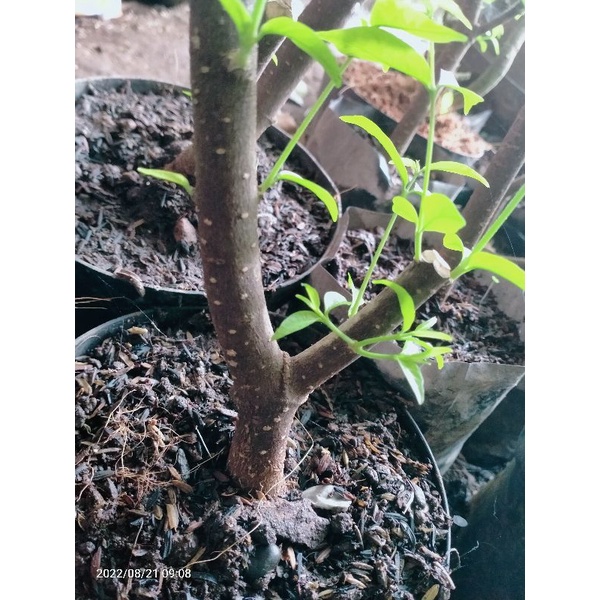 prokar Anting putri cabang