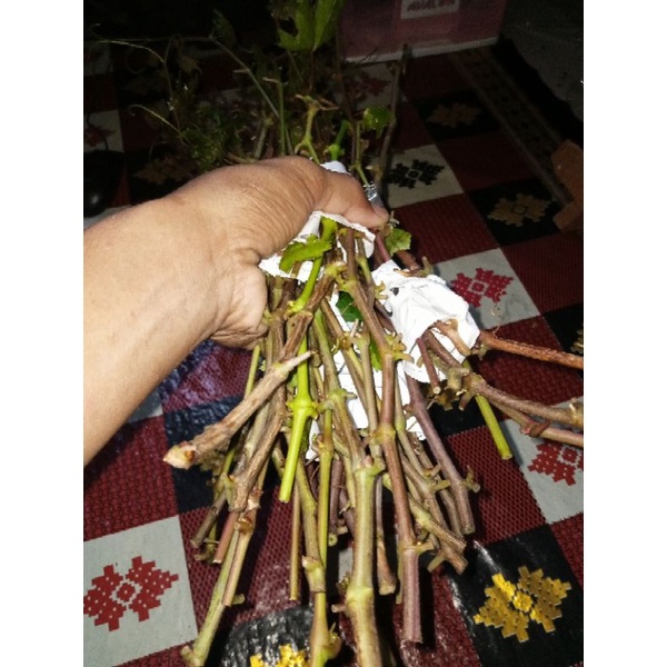 ENTRES ANGGUR IMPOR 12 VARIAN