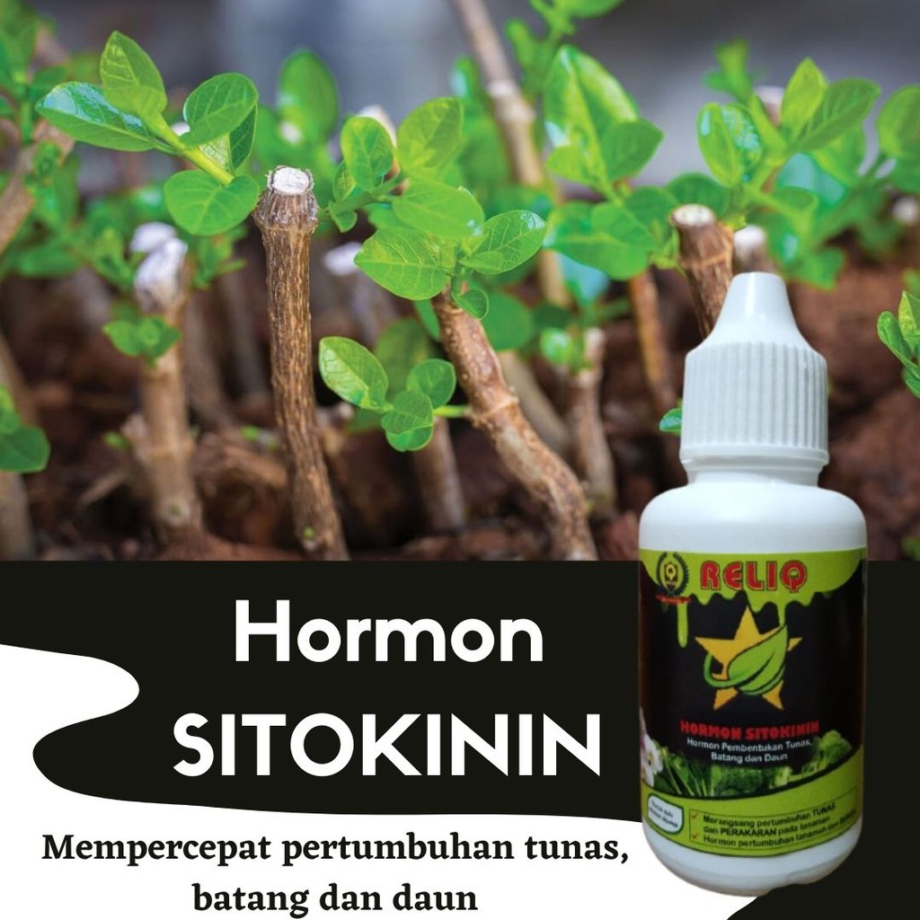 Sitokinin Hormon zpt Perangsang Daun dan Batang Tanaman, Hormon Tanaman Sitokinin RELIQ