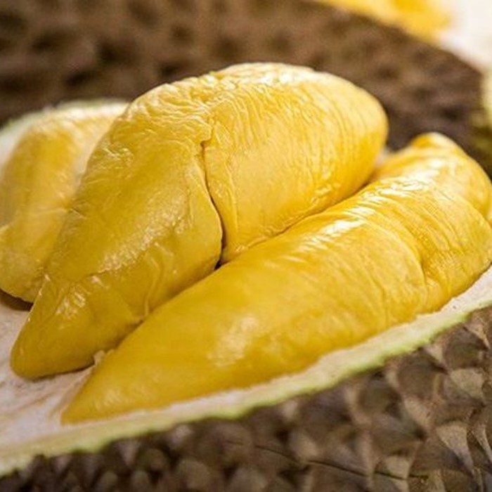 Bibit Tanaman Buah DURIAN MUSANG KING KAKI 3 Premium