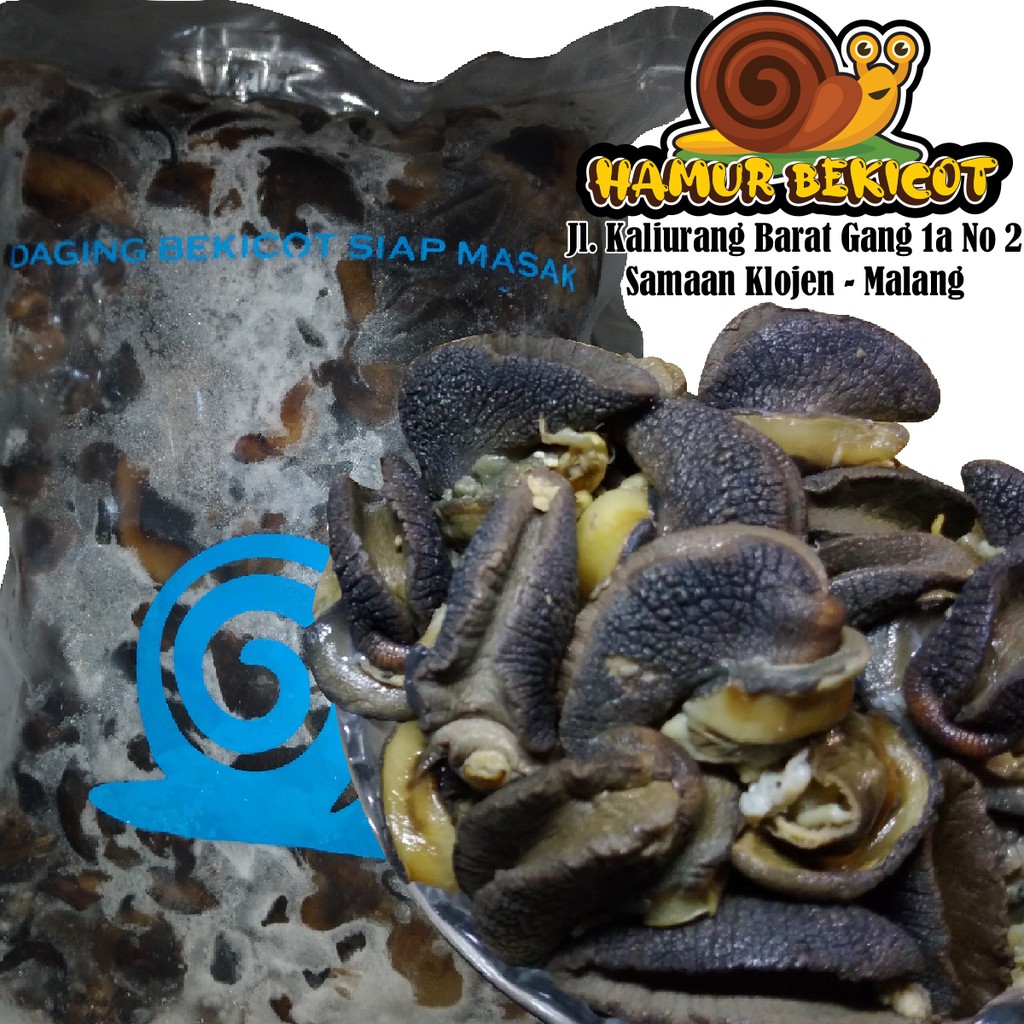 

DAGING BEKICOT BEKU
