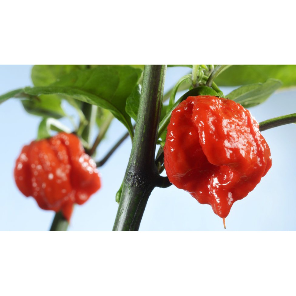 Bibit Benih Biji Cabe Carolina Reaper Hot Pepper - Biji Tanaman Pohon Cabe Carolina Reaper Peper-COD