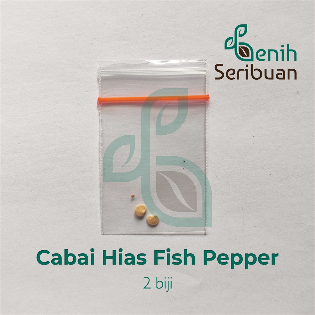 Benih Seribuan - 2 Bibit Cabe Hias Fish Pepper Unggul