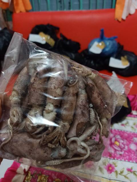 

Cumi dewasa/cumi kasar