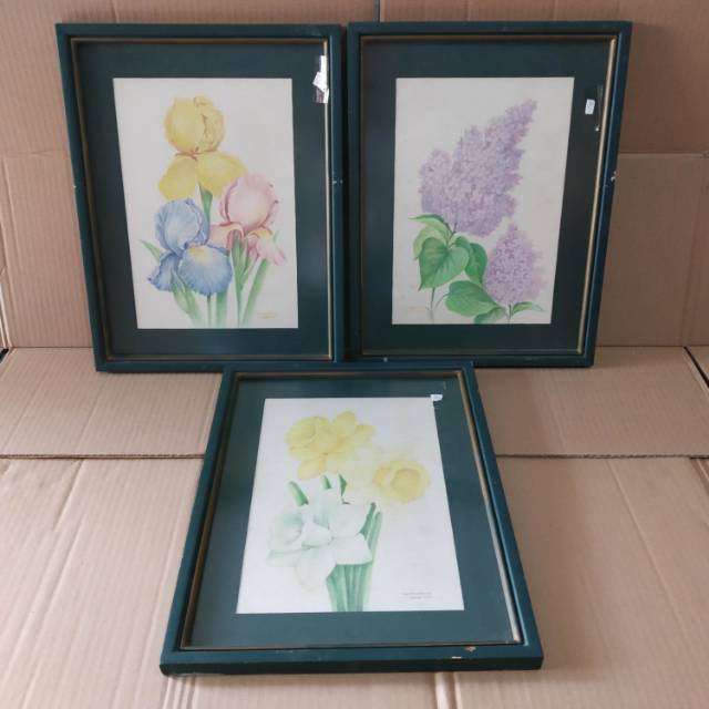 

Pencil sketch Lukisan gambar sketsa Pinsil Tall Bearded Iris Common Lilies Trumpet Daffodil Dirman
