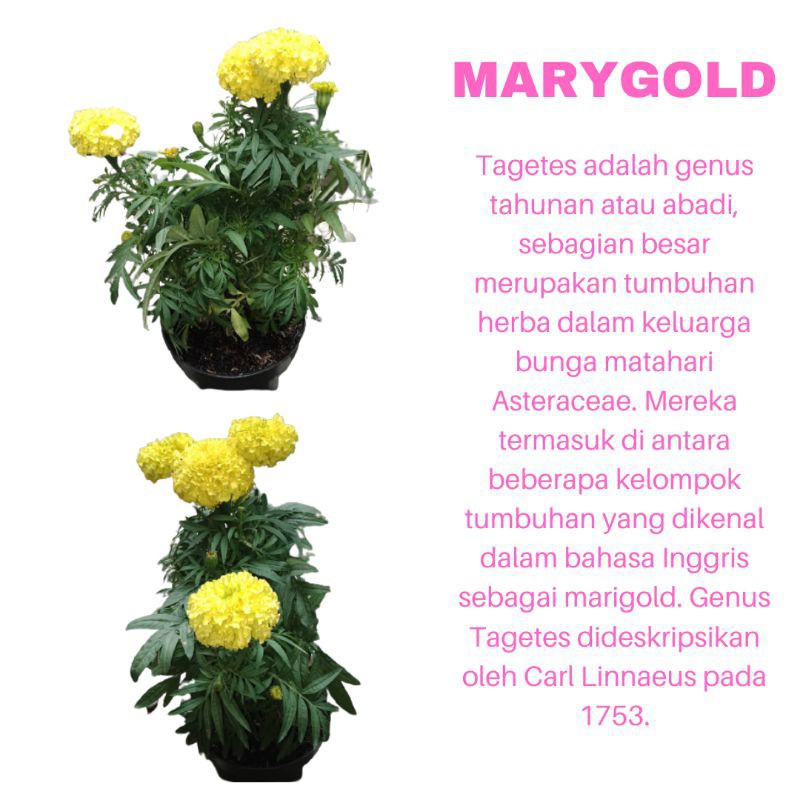 PROMO TANAMAN HIAS BUNGA MARYGOLD KUNING KUALITAS SUPER | COD