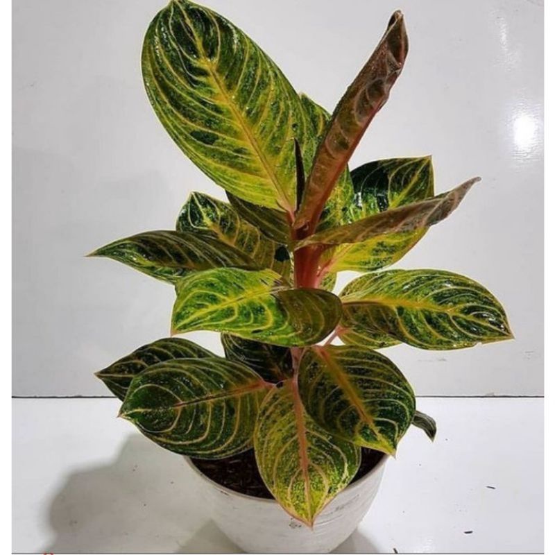 anakan aglonema rinjani