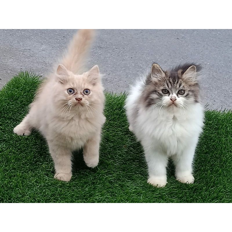 Kucing kitten Persia mix Norwegia