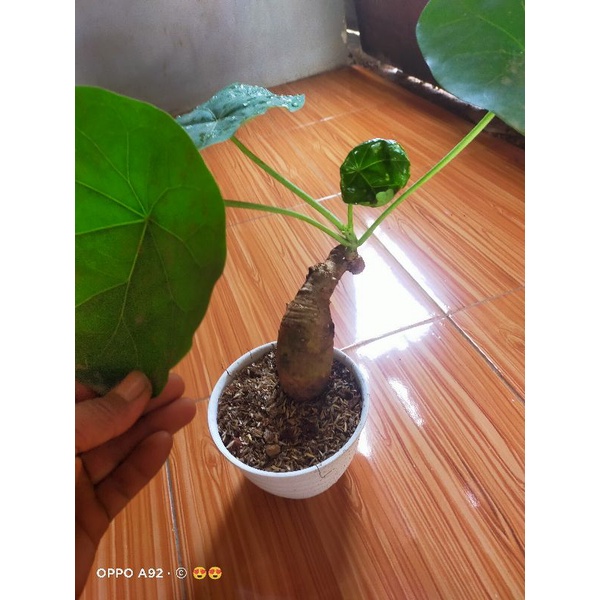 TANAMAN HIAS JARAK BALI/BUDHA BELLY