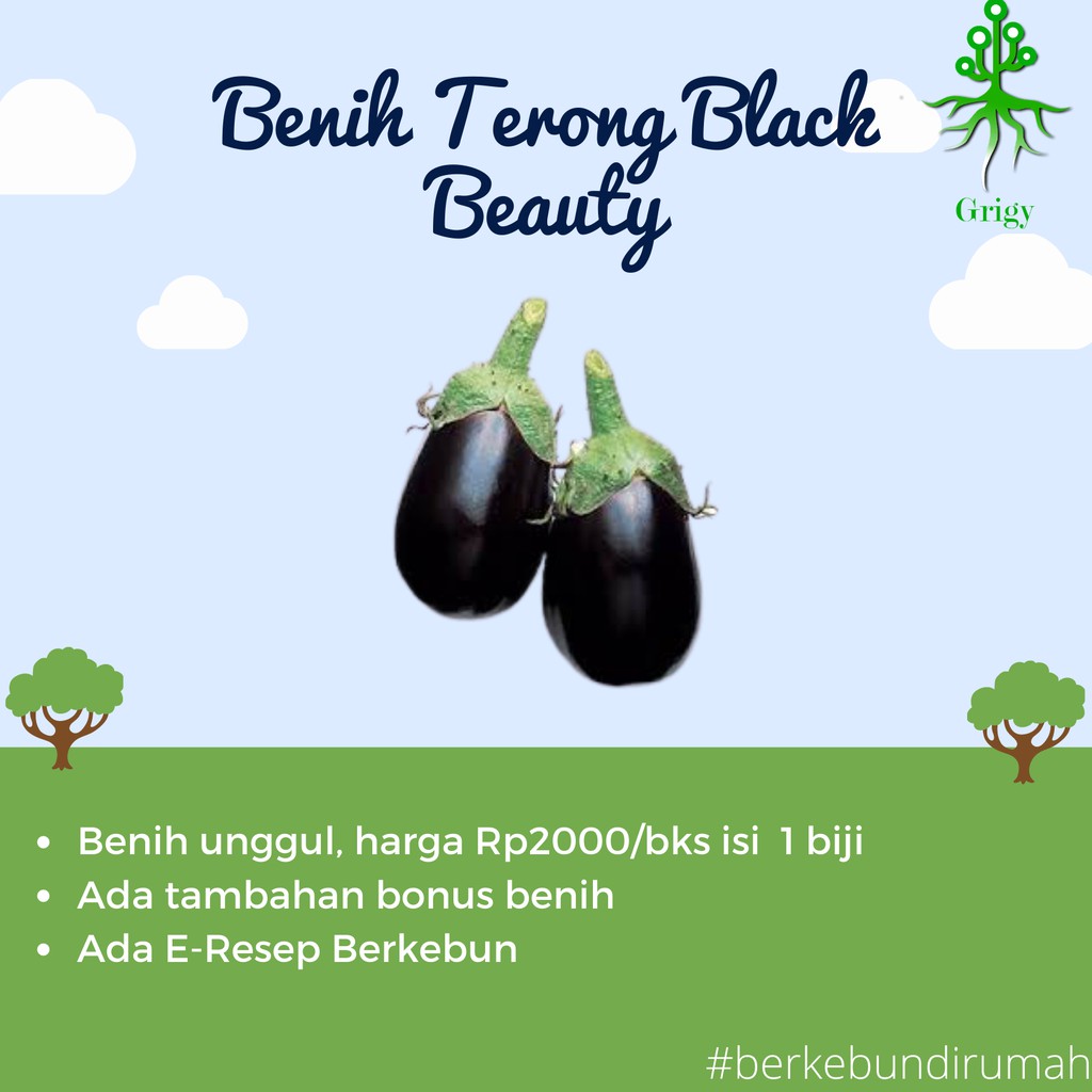 BENIH TERONG HITAM, BIBIT TERONG HITAM, SEED BLACK BEAUTY