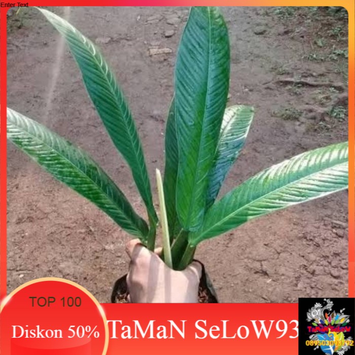 tanaman hias pilo linet