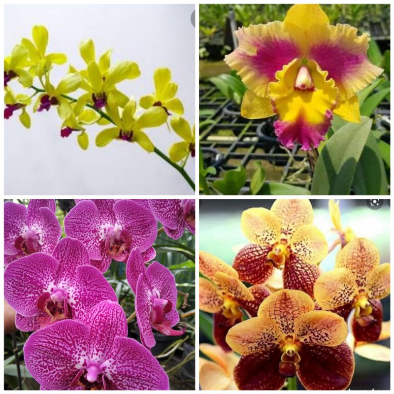 murah 1paket dapat 4 jenis anggrek paket anggrek anggrek murah