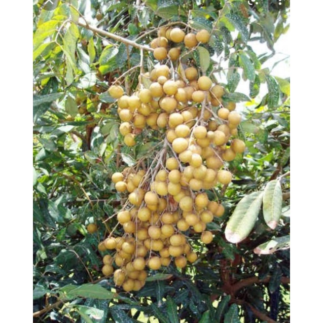 BIBIT KELENGKENG KRISTAL CANGKOk