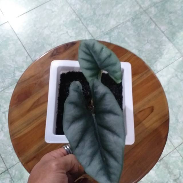 Alocasia reversa