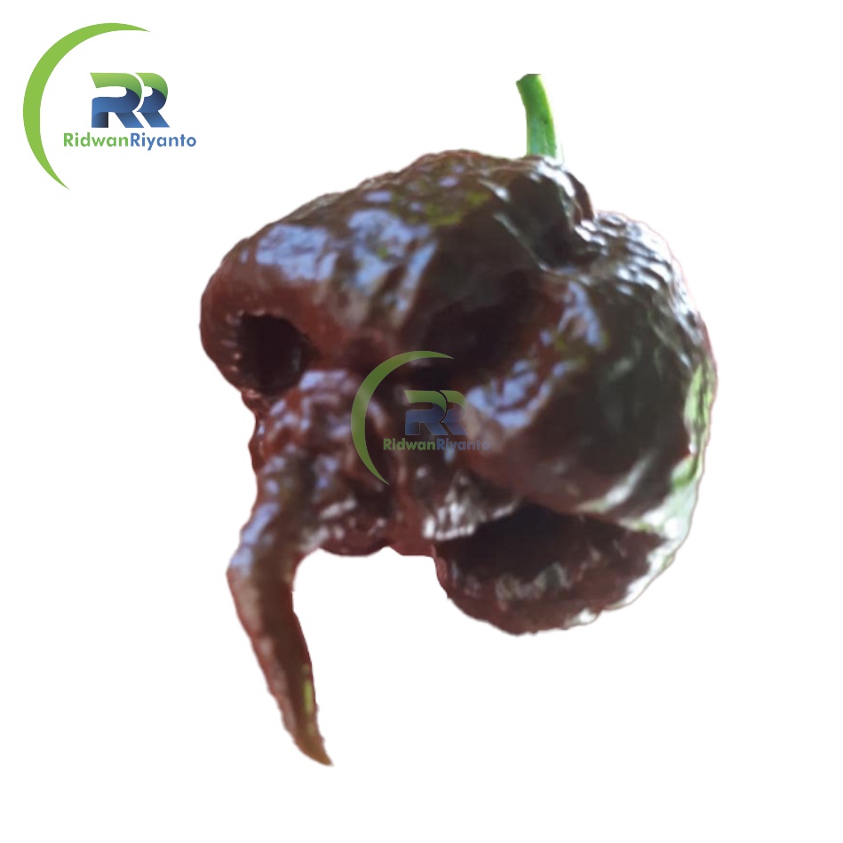 BIJI Benih Cabai CAROLINA REAPER CHOCO Cabe Terpedas Nomor 1 di Dunia Versi Guinness World Record