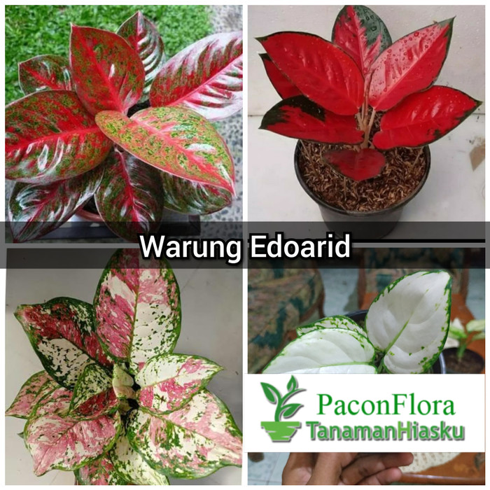 Paket 4 aglonema red stardust-suksom-tricolor-super white- aglaonema
