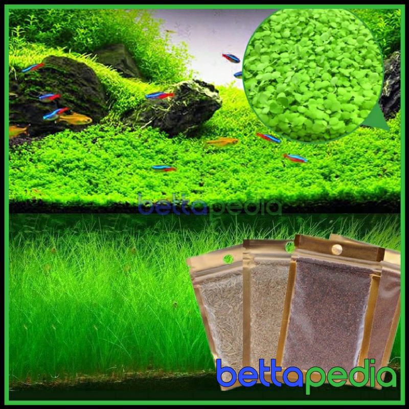 Bibit Rumput Tanaman Aquascape Karpet Hias Dekorasi Aquarium Berkualitas