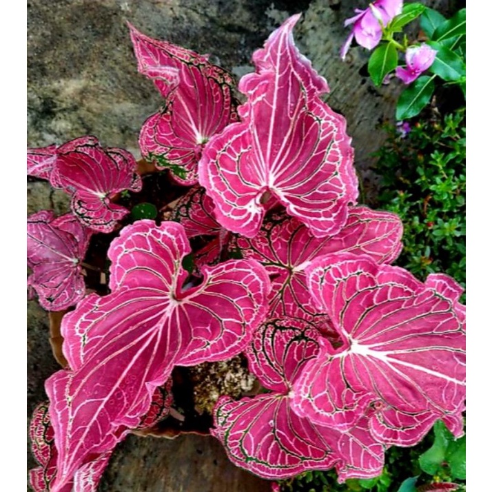 Tanaman Hias Bunga Keladi Batik Wayang / Tanaman Caladium Wayang / Bunga Hidup