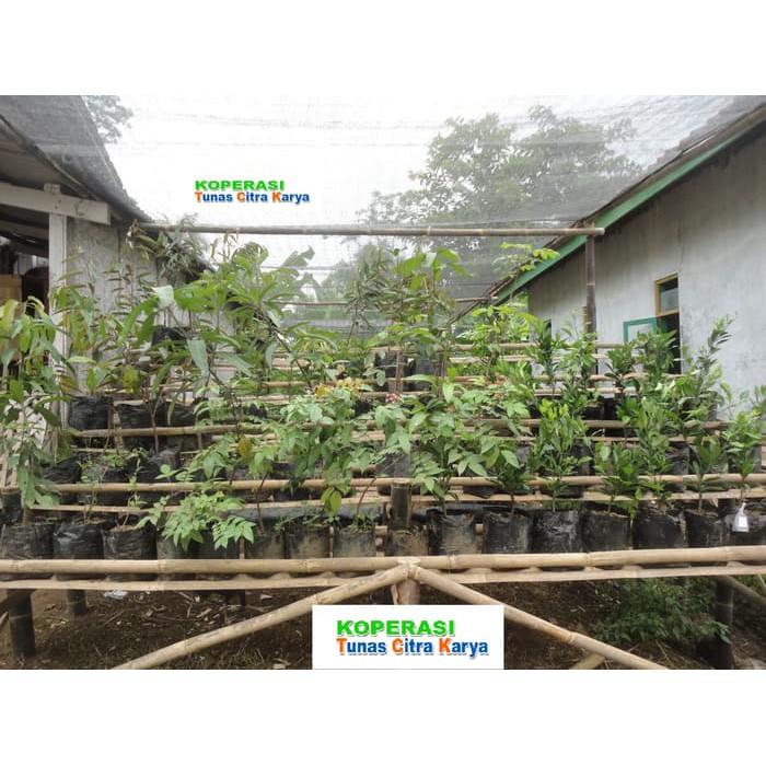 

Bibit Okulasi Jambu Air Jamaika grosir