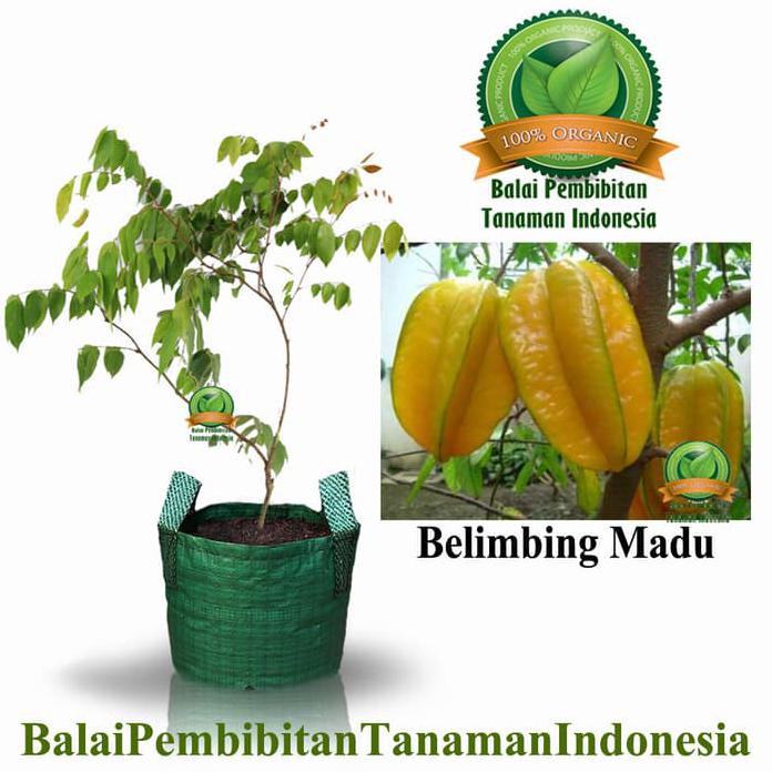 ADA BIBIT BELIMBING MADU / BIBIT BUAH / TANAMAN NEW