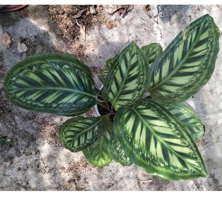 Calathea Flamestar V2 Libyana Jumbo