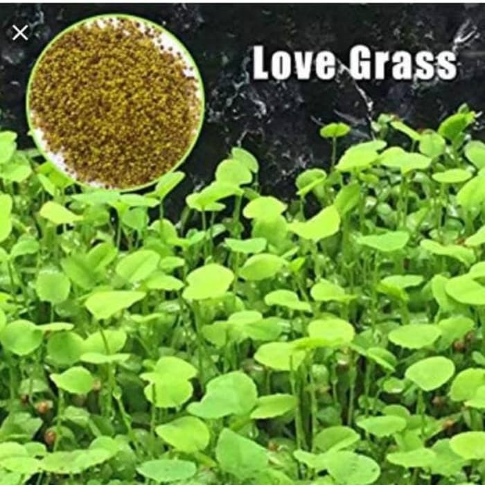 LOVE GRASS seed bibit benih tanaman rumput air aquascape aquarium