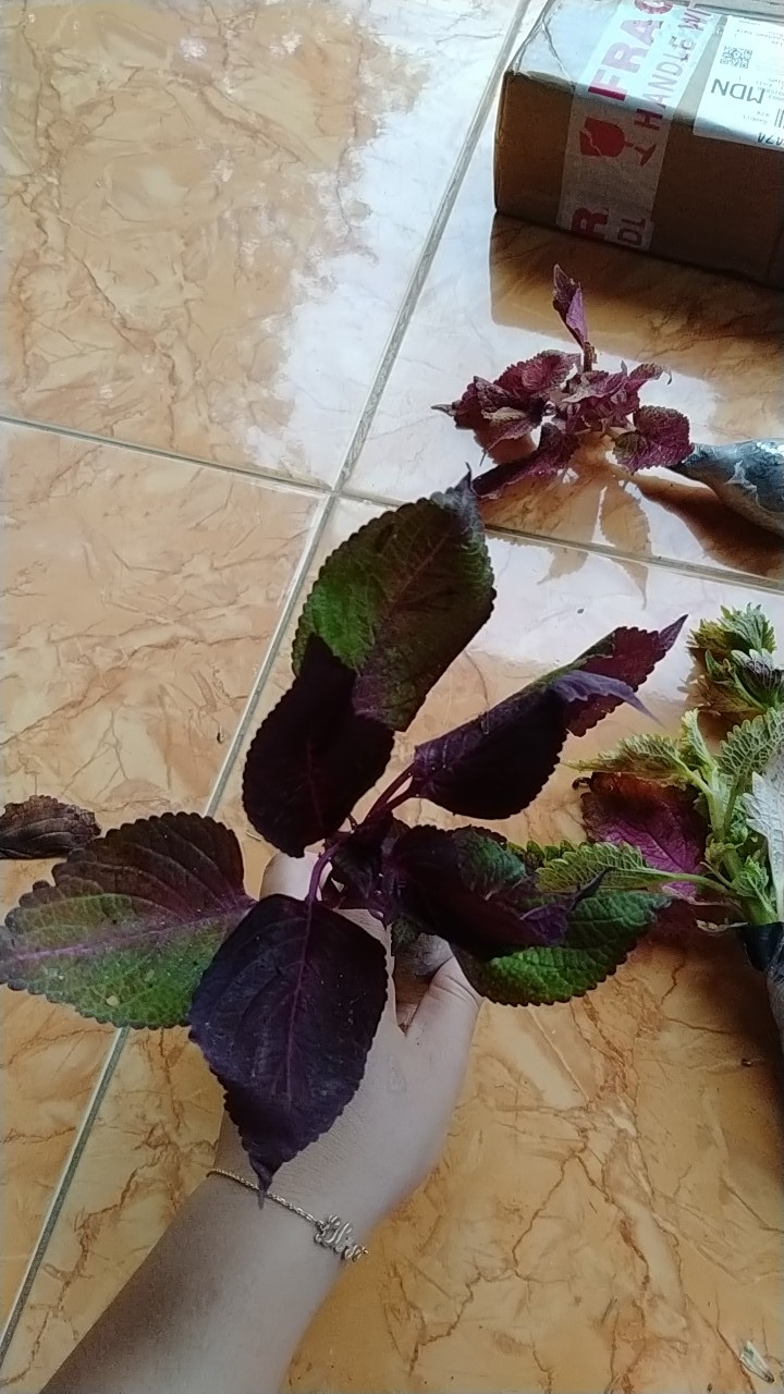 Bunga Tanaman Hias Miana Dark Red