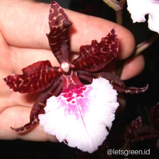 Anggrek Oncidium Colmanara Massai White