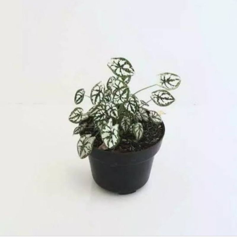 tanaman keladi mutiara liliput/keladi liliput mutiara