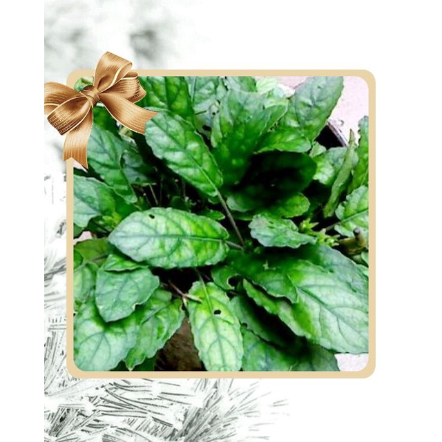 

Daun Gempur Batu 100 gram Segar Dicabut Dadakan Sebagai Obat Herbal Batu Ginjal