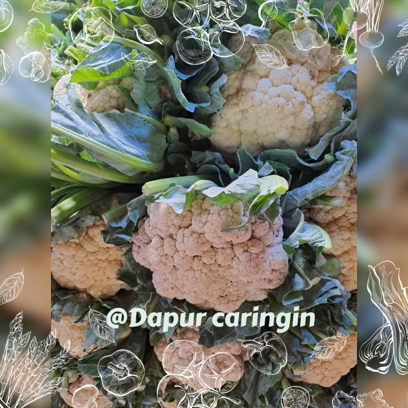 

Kembang Kol Segar Murah 1/2 Kg Bandung