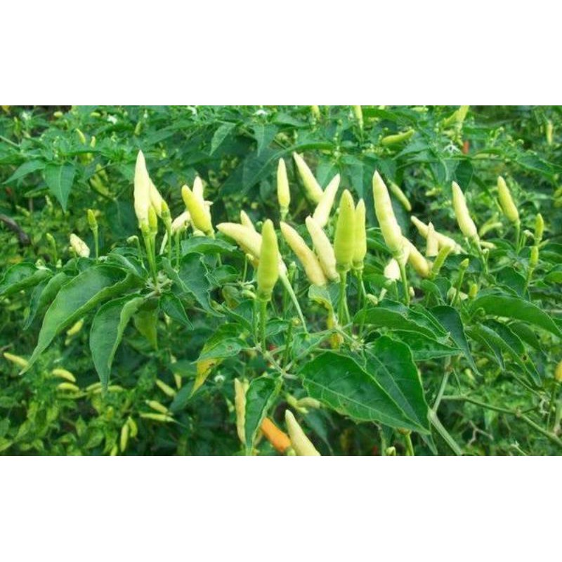 tanaman cabe rawit putih / bibit cabe rawit putih