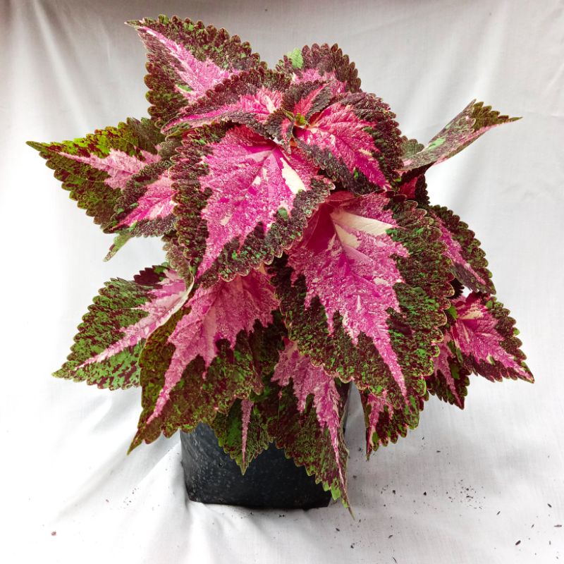 Tanaman miana sultan BERAKAR