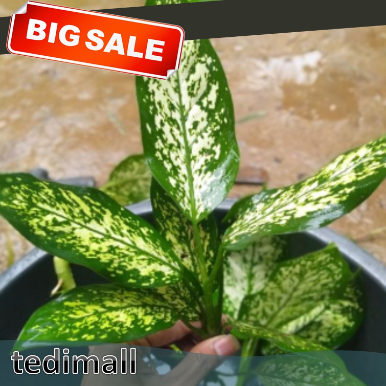 [PROMO]..kHEN501..Aglonema Snow White Akar Rimbun | Beras tumpah cantik kwalitas bibit terbaik