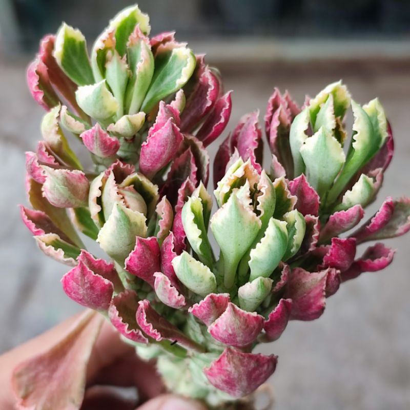 Monadenium Stapeliodes Varigata