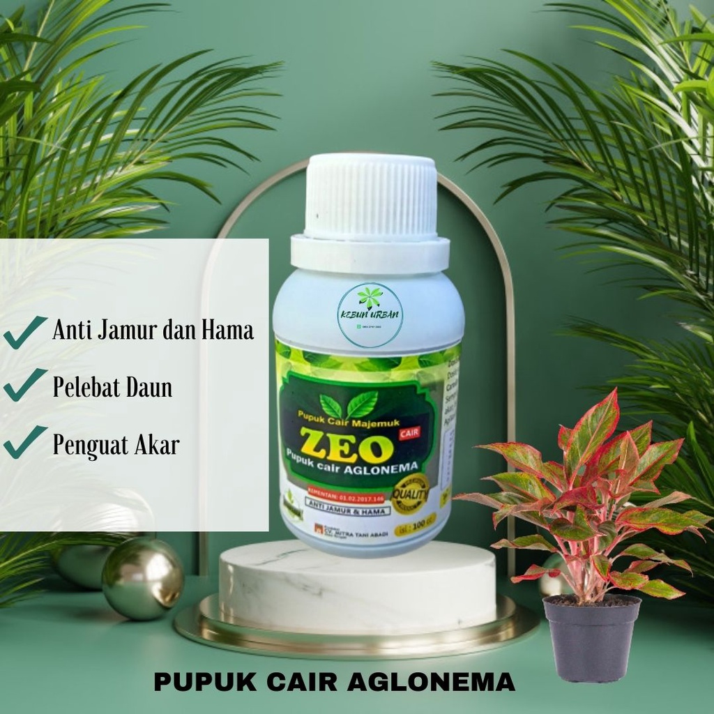 NUTRISI TANAMAN AGLONEMA, PUPUK BUNGA AGLONEMA