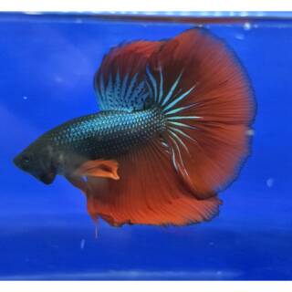 Paket ikan cupang fccp ws 1 pasang / 2 ekor | Shopee Indonesia