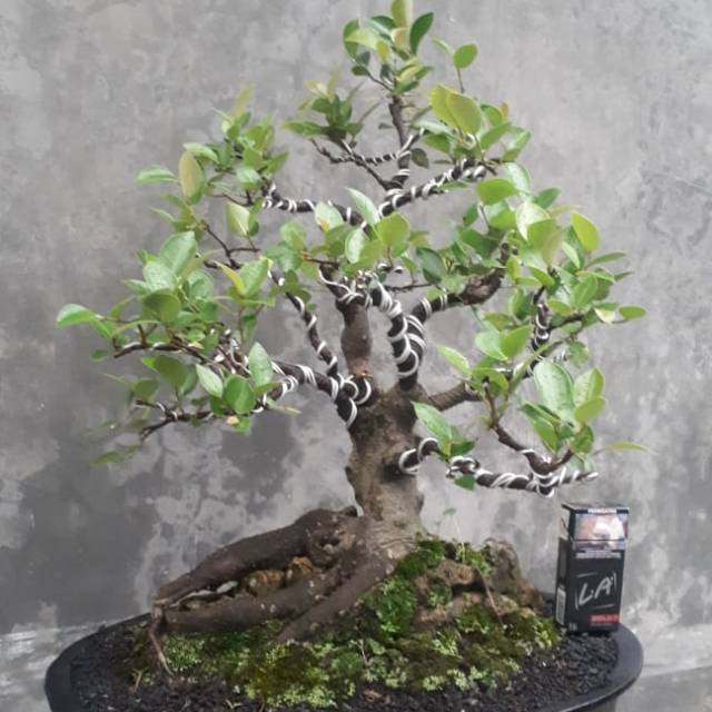 Bonsai beringin